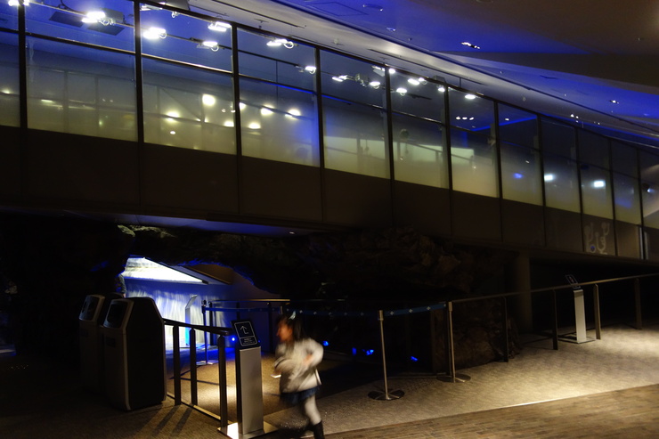 浅草をぶらぶら その23~すみだ水族館 ペンギンもぐもぐタイム_a0287336_1222596.jpg