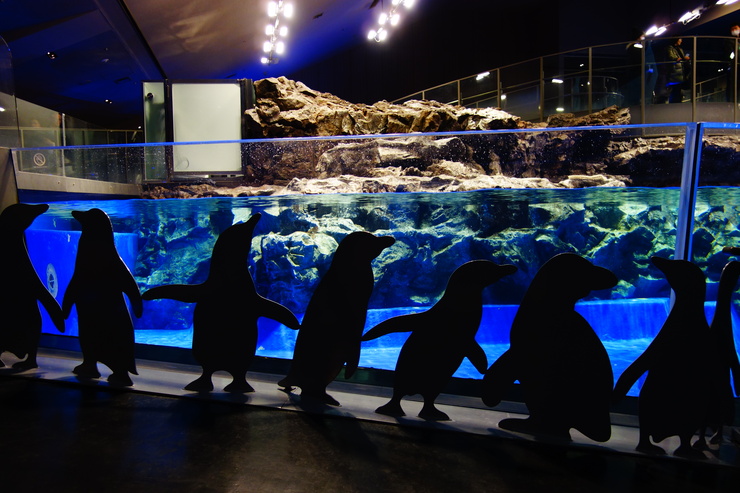 浅草をぶらぶら その23~すみだ水族館 ペンギンもぐもぐタイム_a0287336_12243814.jpg