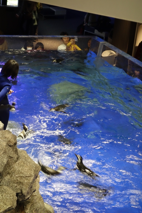 浅草をぶらぶら その23~すみだ水族館 ペンギンもぐもぐタイム_a0287336_1229047.jpg