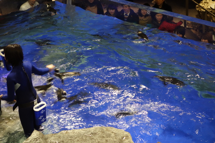 浅草をぶらぶら その23~すみだ水族館 ペンギンもぐもぐタイム_a0287336_12291326.jpg