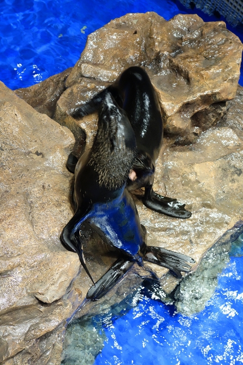 浅草をぶらぶら その23~すみだ水族館 ペンギンもぐもぐタイム_a0287336_12355916.jpg