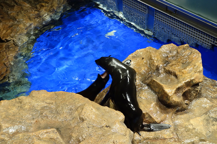 浅草をぶらぶら その23~すみだ水族館 ペンギンもぐもぐタイム_a0287336_12361696.jpg