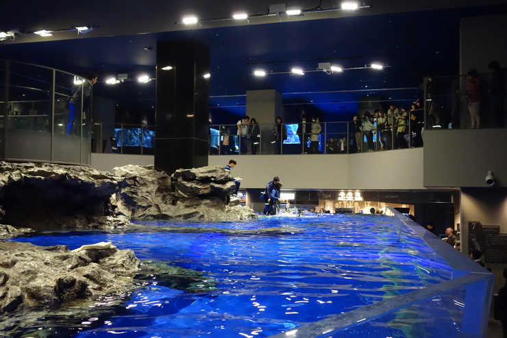 浅草をぶらぶら その23~すみだ水族館 ペンギンもぐもぐタイム_a0287336_12375798.jpg
