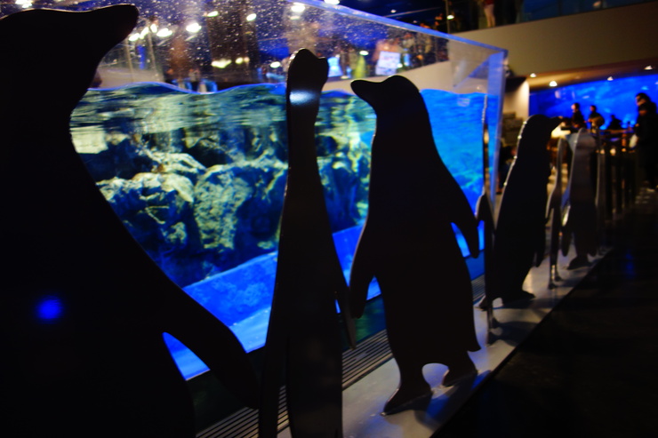 浅草をぶらぶら その23~すみだ水族館 ペンギンもぐもぐタイム_a0287336_12381784.jpg