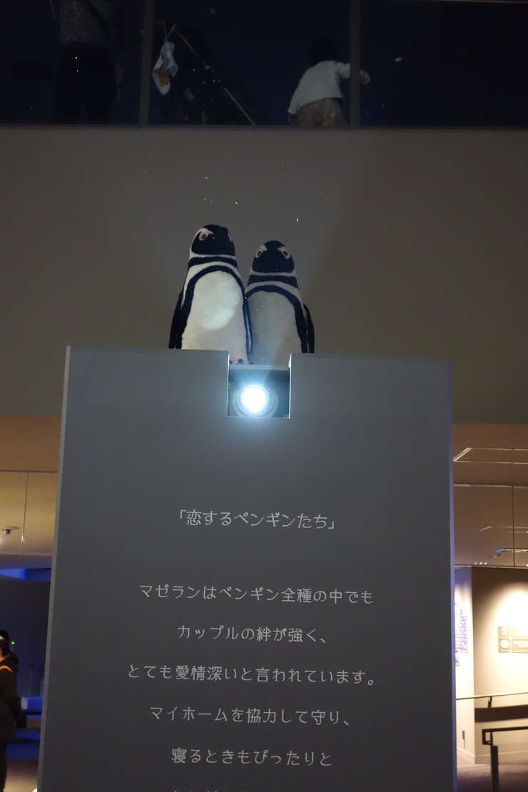 浅草をぶらぶら その23~すみだ水族館 ペンギンもぐもぐタイム_a0287336_12442988.jpg
