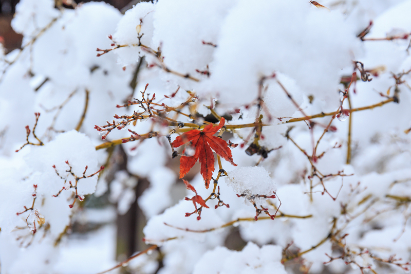 一休寺・雪景色_f0155048_2083054.jpg