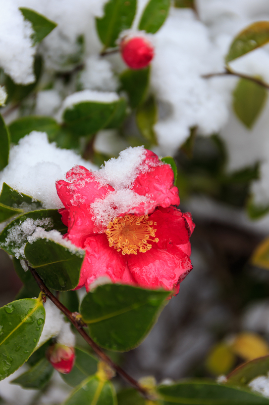 一休寺・雪景色_f0155048_208355.jpg