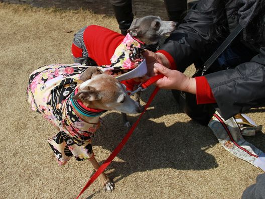 ルビちゃん、ちょ～本格的あでやか振袖を着る。犬なのに。_b0234654_20313078.jpg