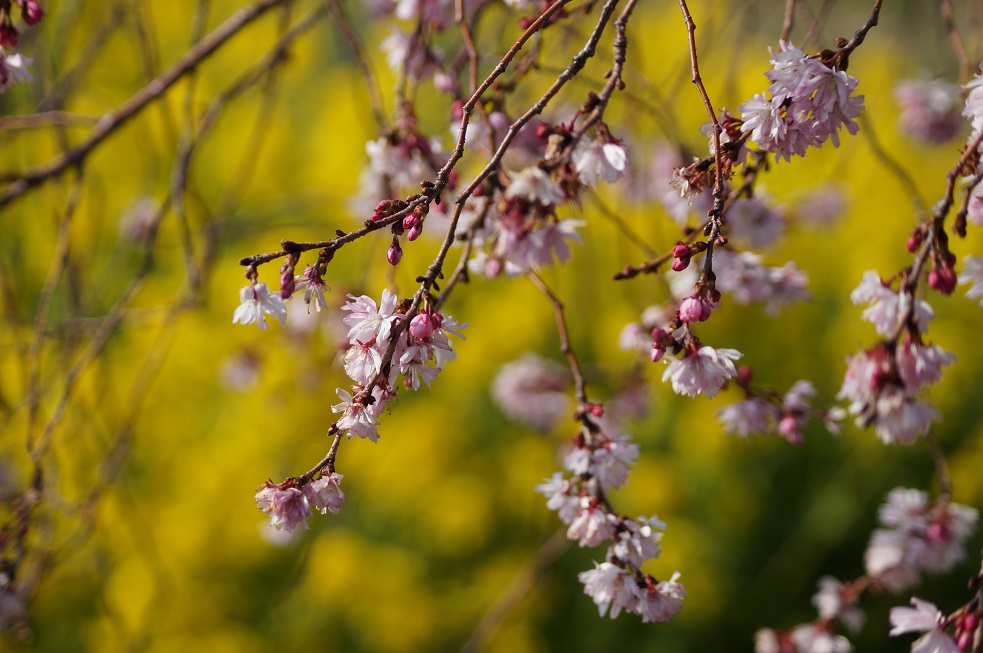 西郷川河口公園の河津桜　＠神戸市灘区_b0063958_94453.jpg