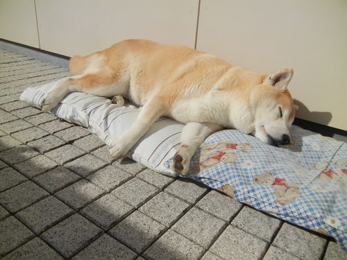 ’14,3,16(日)やっと春!16度もあるよ~!_f0060461_9293497.jpg
