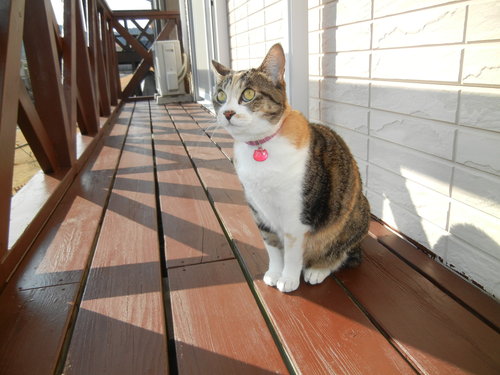 ’14,3,16(日)やっと春!16度もあるよ~!_f0060461_9315189.jpg