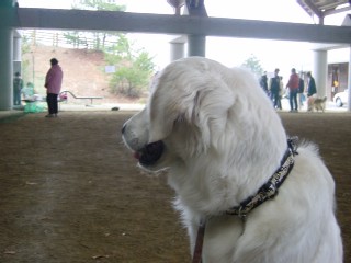 日本聴導犬協会・Pro-Dog School �ｂP_f0321567_7251356.jpg