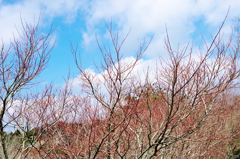 六甲山の学校参観と六甲ガーデンテラス　20140315_a0050572_16163625.jpg