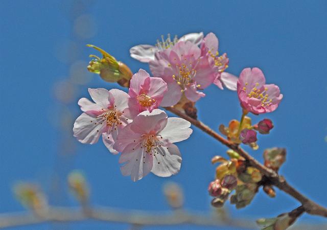 河津桜_a0044076_1148245.jpg