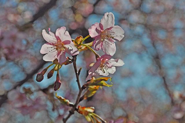 河津桜_a0044076_11485666.jpg