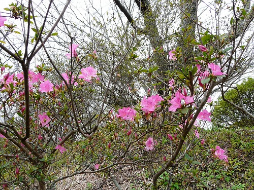 館山　城山公園へ_e0055176_2147157.jpg