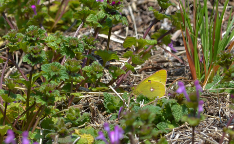 b0078795_2075374.jpg