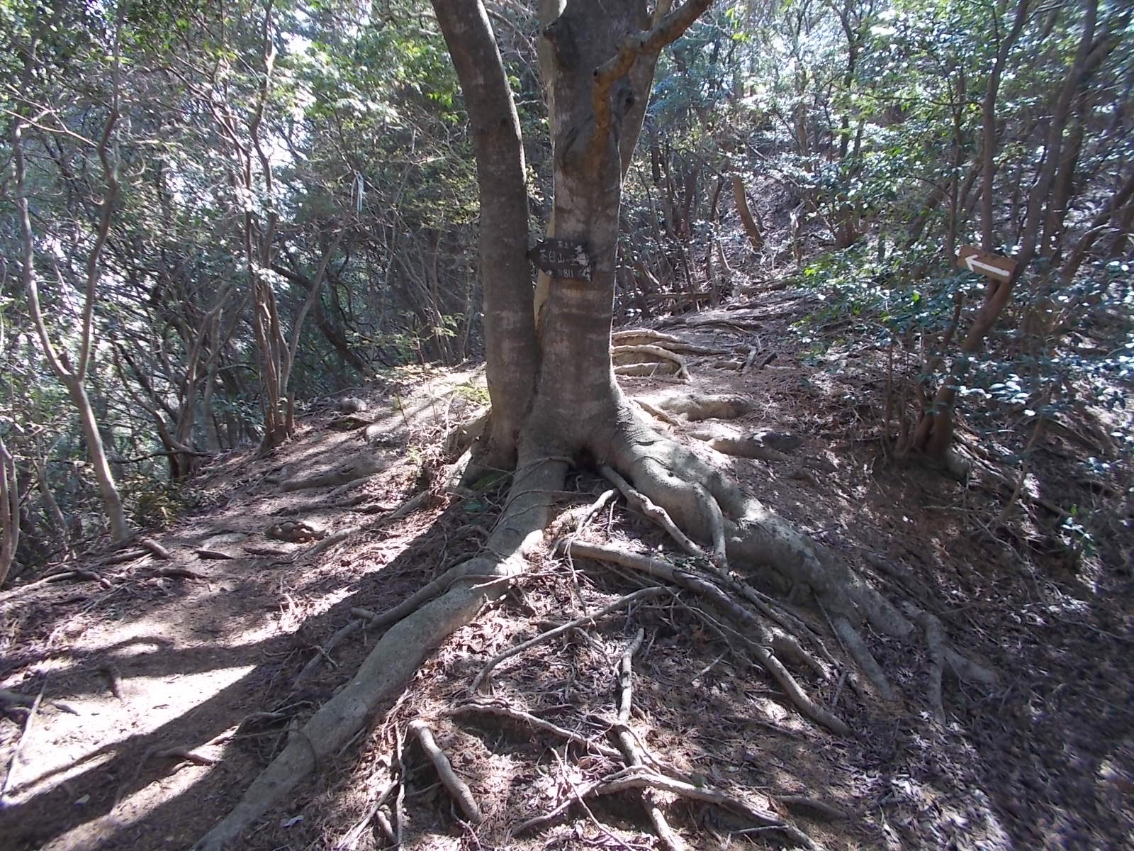 茶臼山(土佐市)_f0308898_22511794.jpg