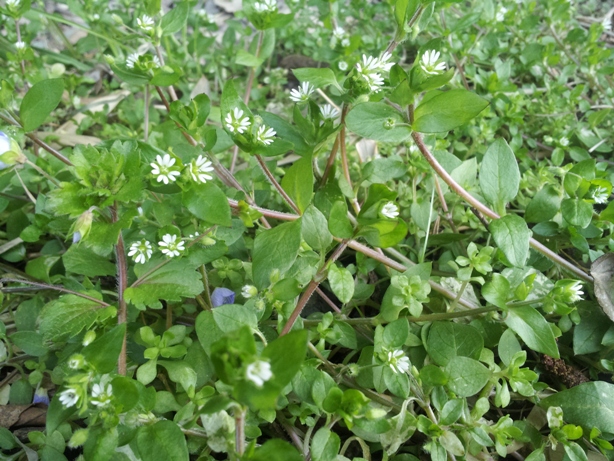 e0033713_17273769.jpg