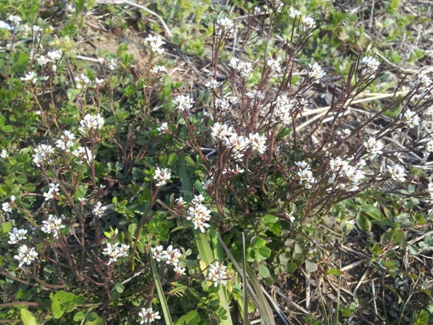 e0033713_17280406.jpg