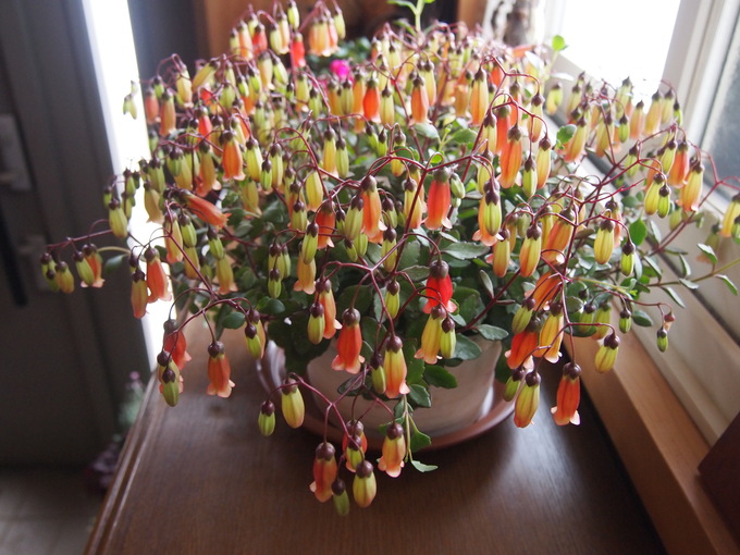 カランコエ テッサ 花色音符 杜の音楽教室 カランコエ テッサ 花色音符 杜の音楽教室