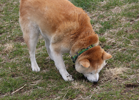 拾い食い（ Eating the Earth）_c0166018_11378.jpg