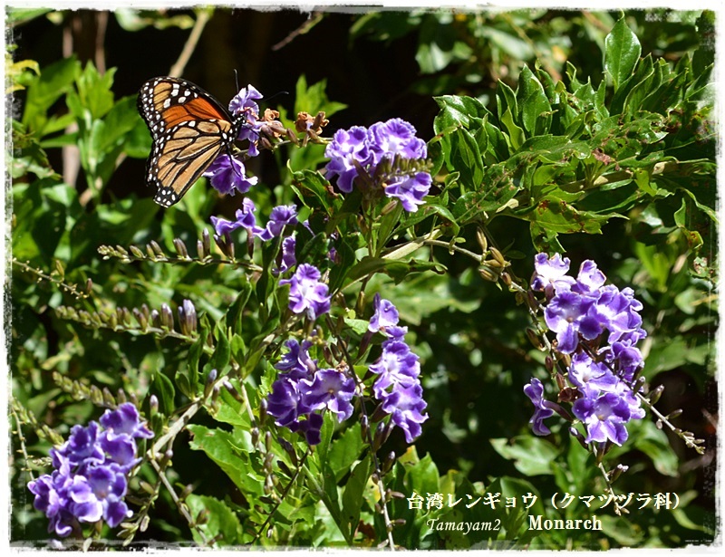672】グアテマラで見たオオカバマダラ : Yamyam町一丁目