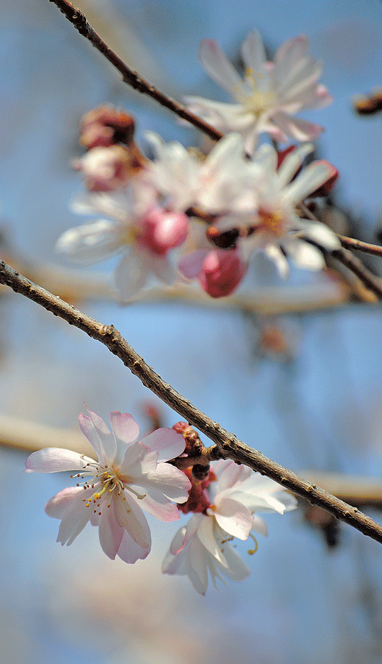 3月17日　十月桜_a0001354_21593153.gif