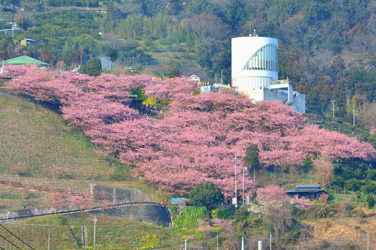 まつだ桜まつり_e0131355_21241326.jpg