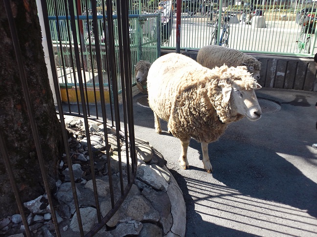 癒しの空間、こども動物園_d0061857_19332436.jpg