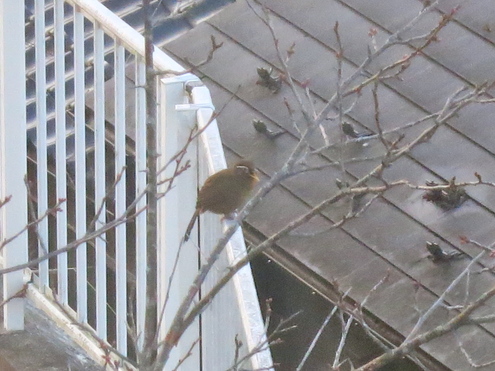 謎の鳥 ガビチョウ????_c0260460_6235394.jpg