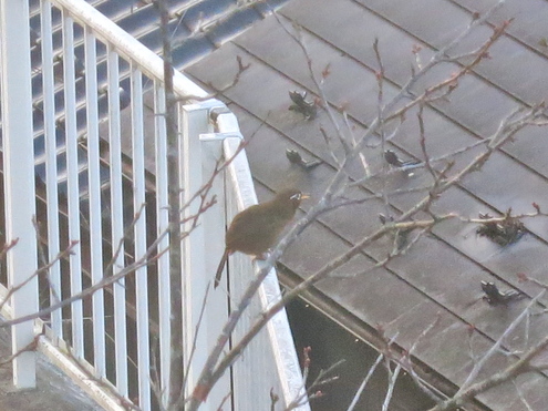 謎の鳥 ガビチョウ????_c0260460_6245347.jpg