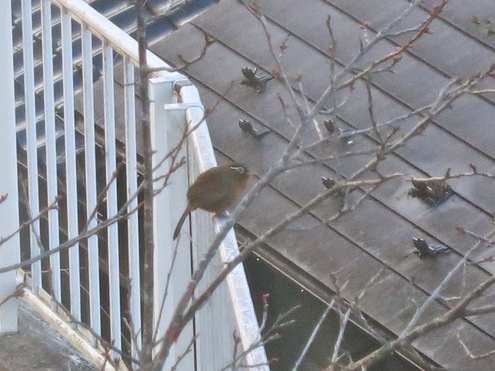 謎の鳥 ガビチョウ????_c0260460_625338.jpg