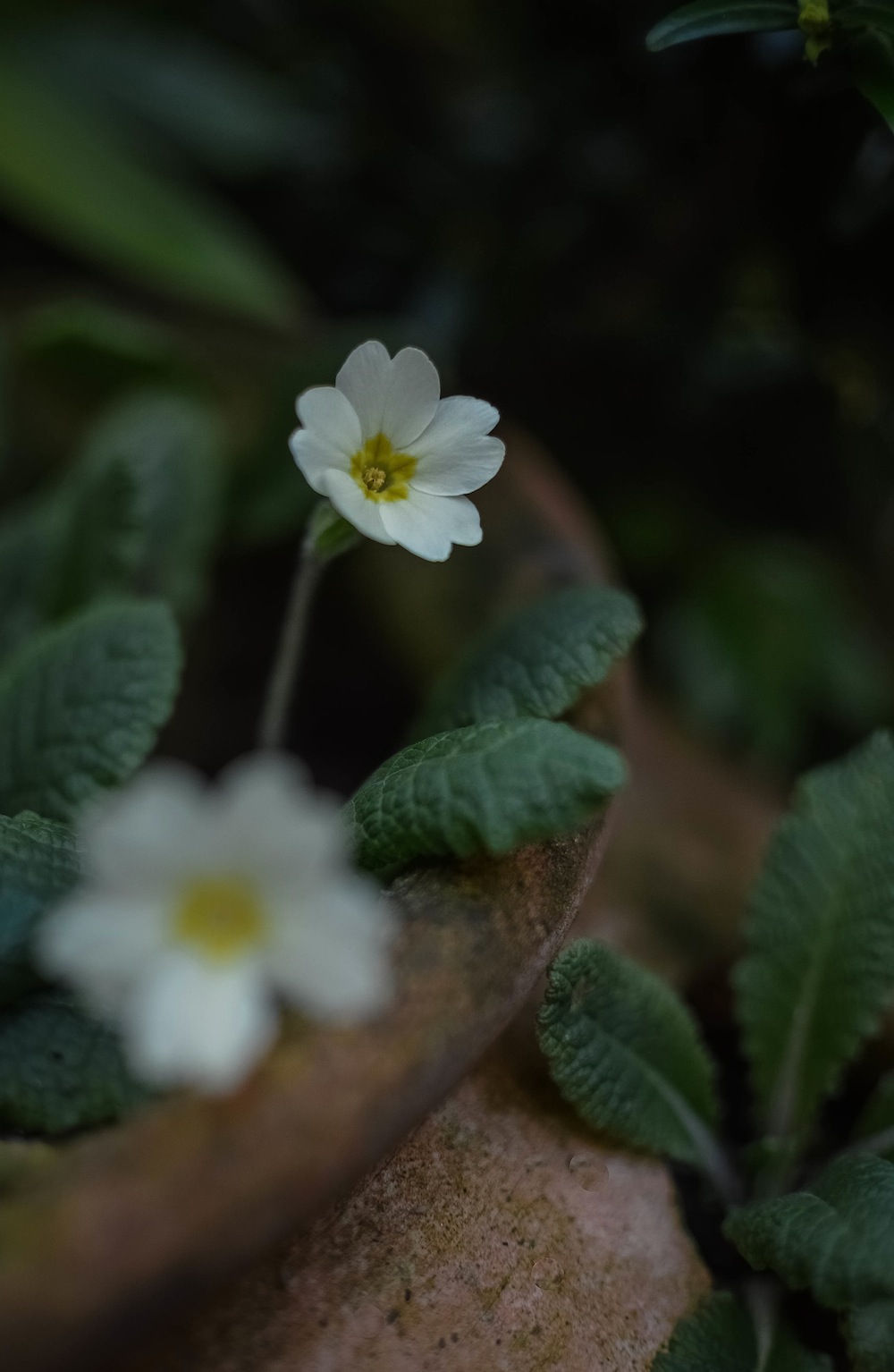 ワイルドプリムローズ Wild Primrose 四 番 目 の 猫 Tales From Wales 72 Seasons Every Day Is A Present