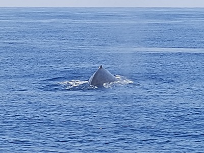 「クジラ一斉調査」_b0033573_21073172.jpg
