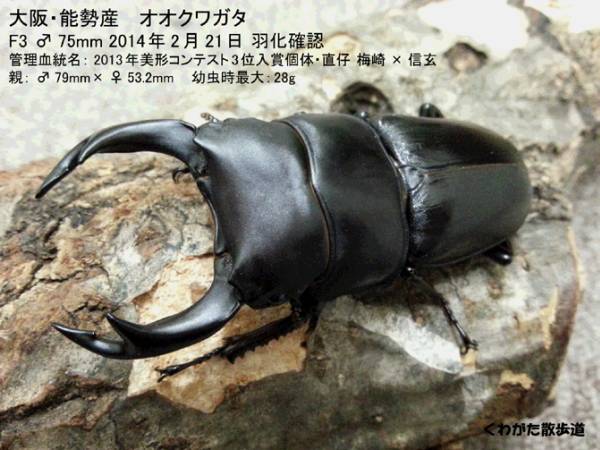 ミンダナオアトラスの蛹化 気になる大きさは くわがた散歩道