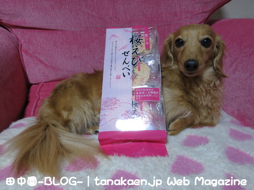休む暇が一分も無い！_b0200291_21375411.jpg