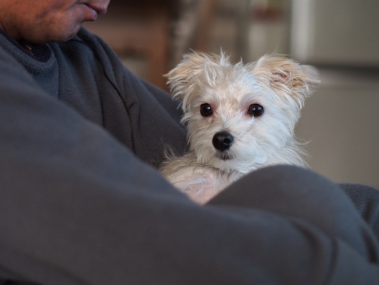 じわじわと楽しさに目覚めたデンタル系オモチャ ウィッシュボーン 犬のまいにち