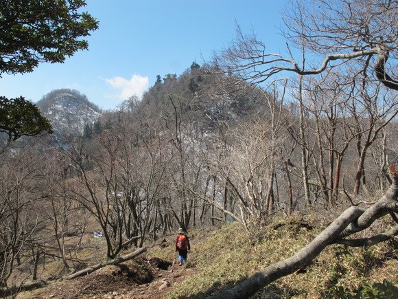 英彦山の雪割草たち　2014.3.16（日）_a0166196_154233.jpg