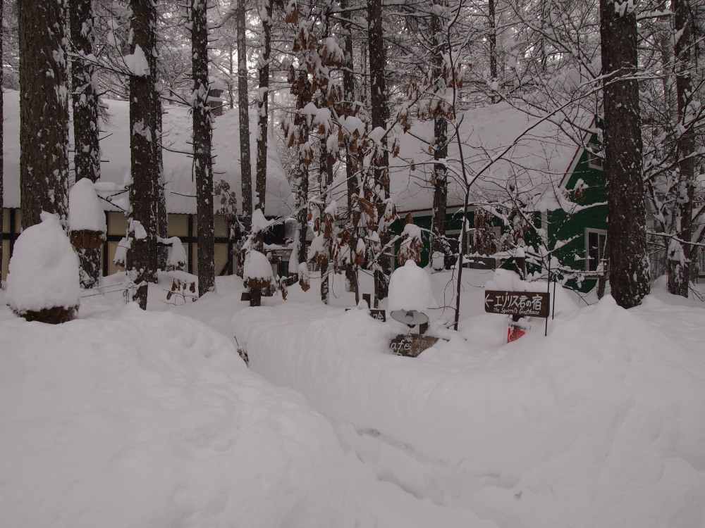 昨日から大雪の中札内村。看板は埋もれ‥通路は雪の壁‥_f0276498_15570193.jpg