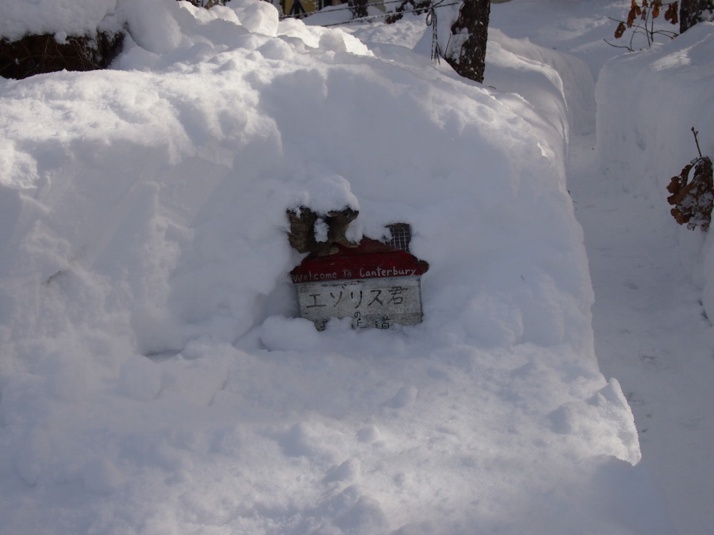 昨日から大雪の中札内村。看板は埋もれ‥通路は雪の壁‥_f0276498_15571298.jpg