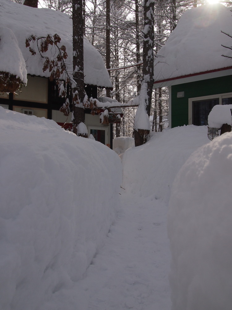昨日から大雪の中札内村。看板は埋もれ‥通路は雪の壁‥_f0276498_15581253.jpg