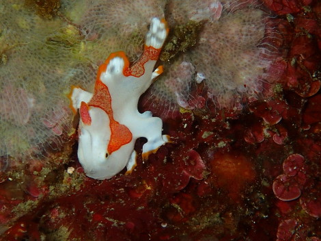 e0115199_14451717.jpg