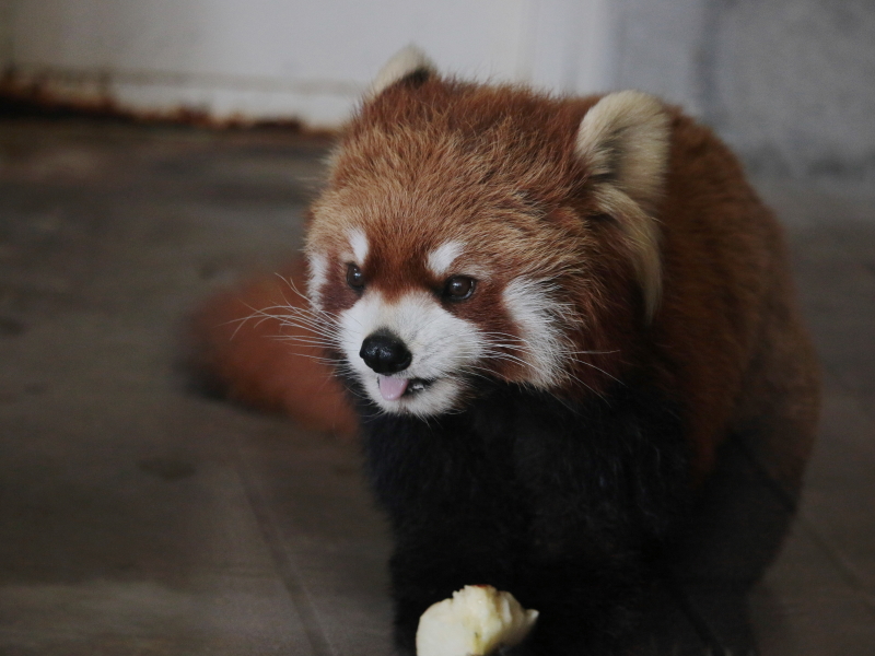 初訪問 羽村市動物公園_a0306502_23131747.jpg