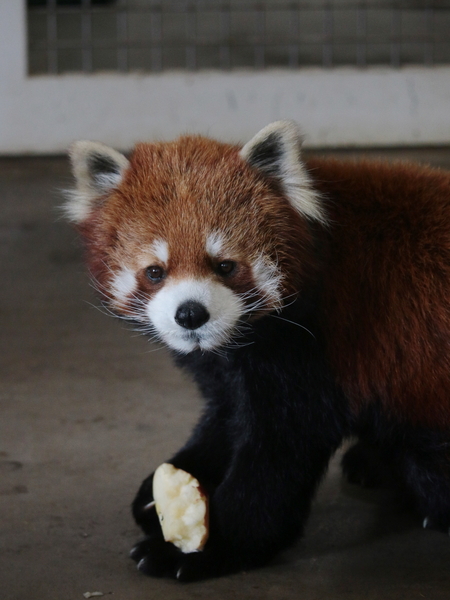 初訪問 羽村市動物公園_a0306502_23135587.jpg