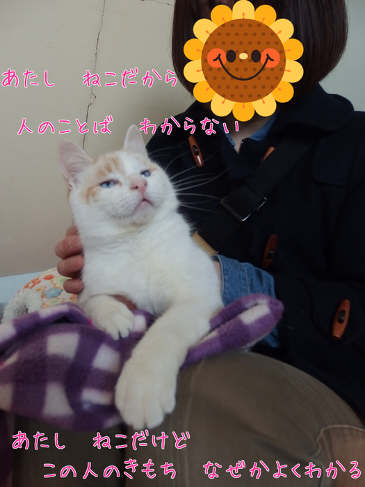 あたし・ねこ_a0177105_14185633.png