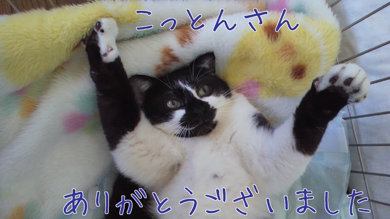 あたし・ねこ_a0177105_14275029.jpg