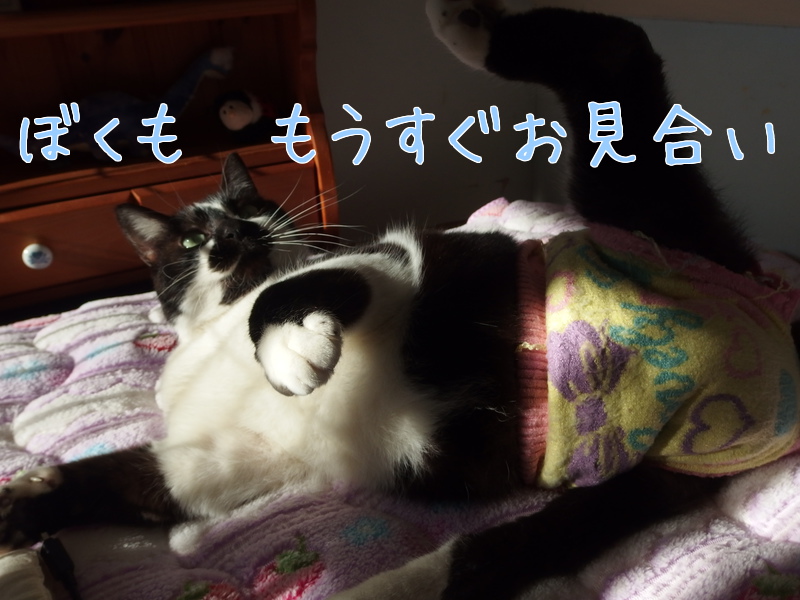 あたし・ねこ_a0177105_19131029.jpg