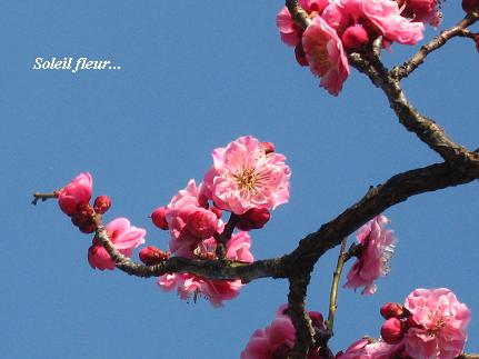 力強く 凛として咲く 花が教えてくれたこと 力強く 凛として咲く 花が教えてくれたこと