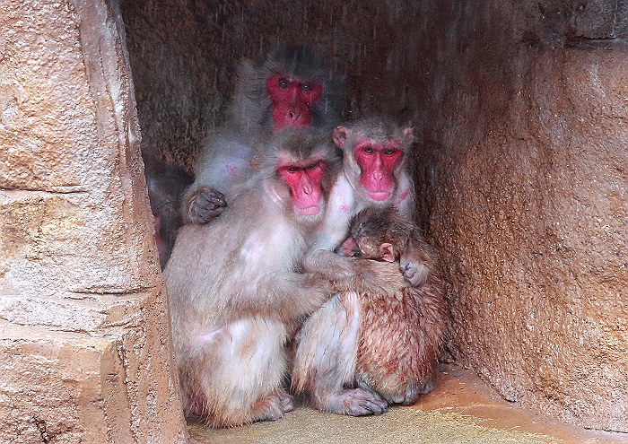 えひめ　”とべ動物園”　NO.3_a0140608_2244580.jpg